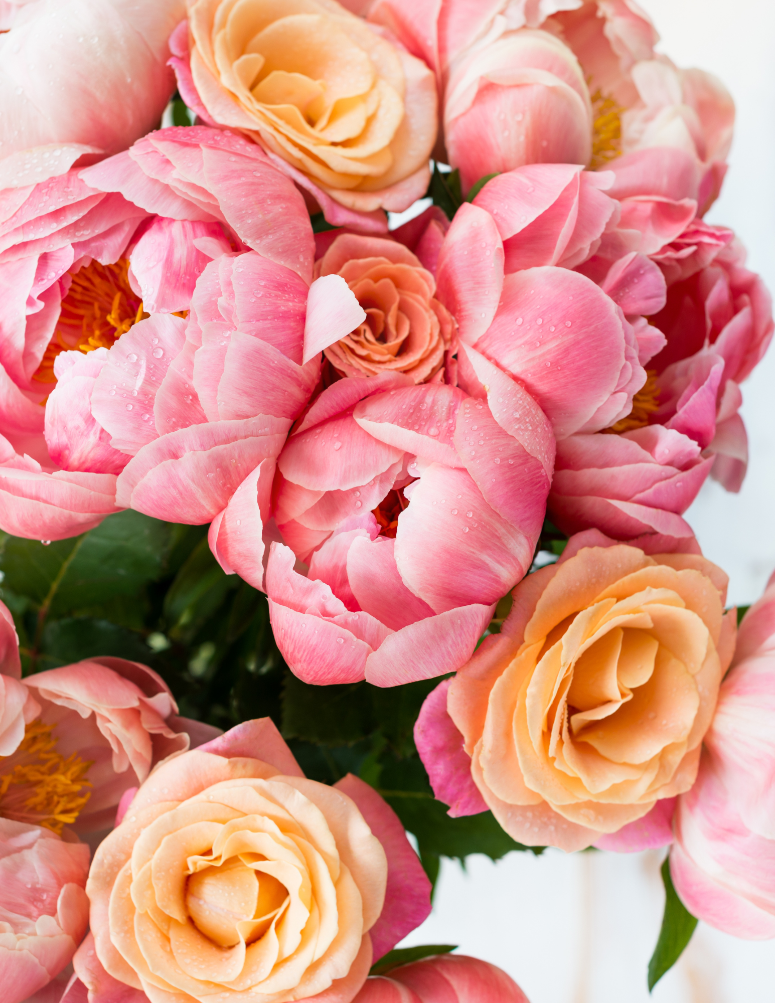 Peony Pink Choice  K. Van Bourgondien Flowering Perennials