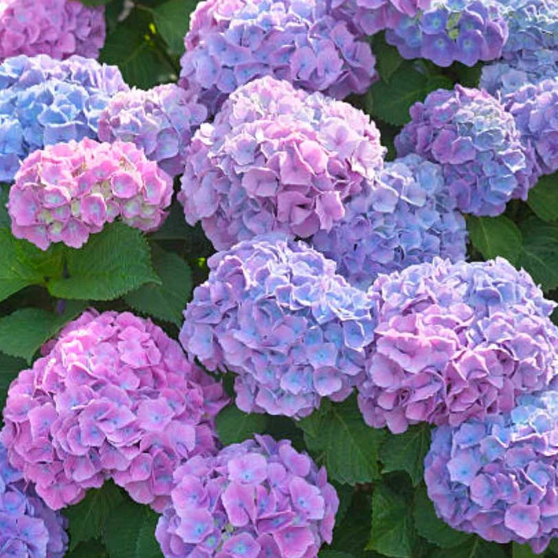 Hydrangea - Penny Mac – Posie Fields