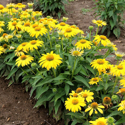 Echinacea Coneflower