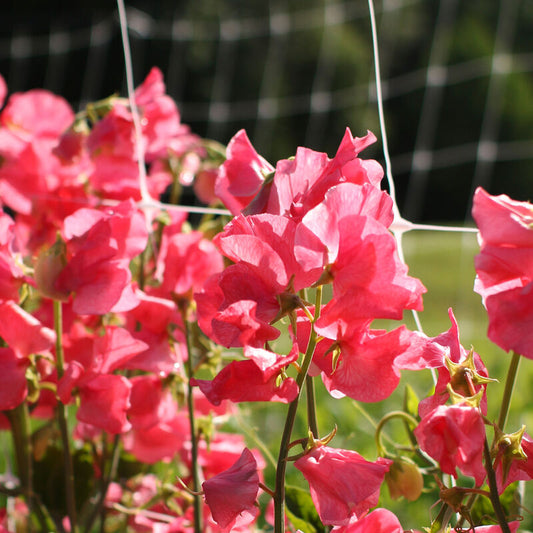 Sweet Pea Plant (Pick-Up Only)