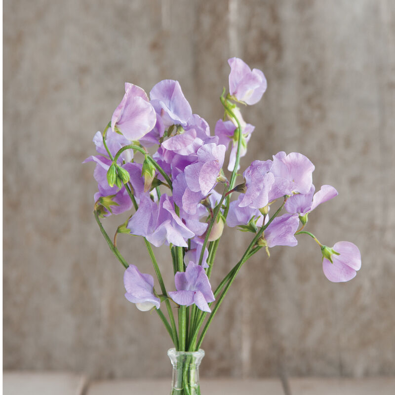 Sweet Pea Plant (Pick-Up Only)