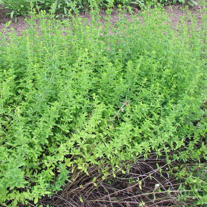 Greek Oregano for garden