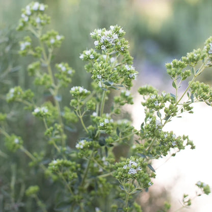 Greek Oregano