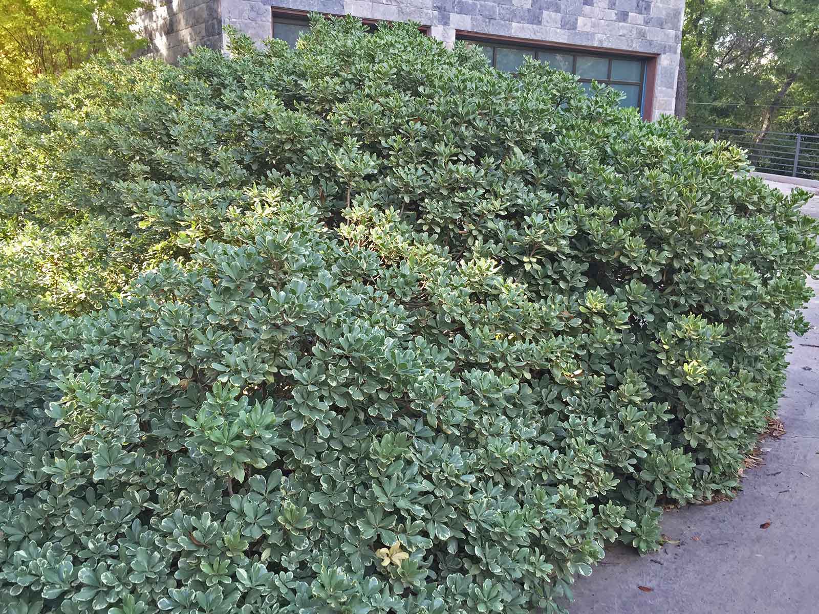 Pittosporum Variegated