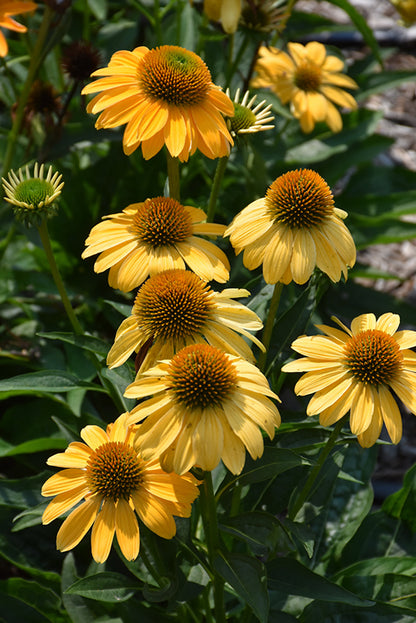 Echinacea Coneflower