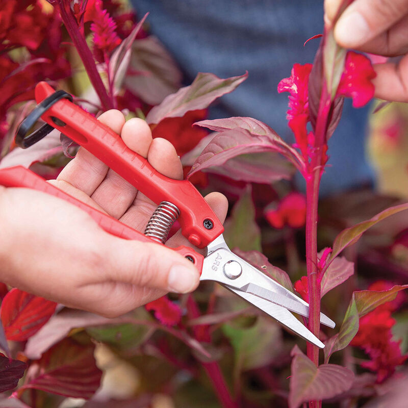 Fine Floral Shears